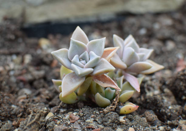 istock Succulent plant 