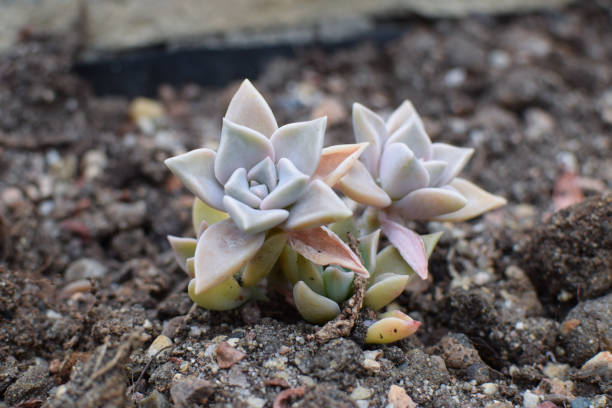 istock Succulent plant 