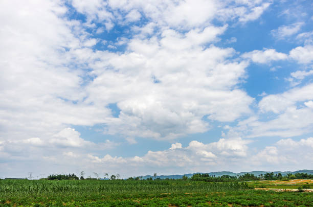 istock Green ripening soybean field, agricultural landscape 1063494568