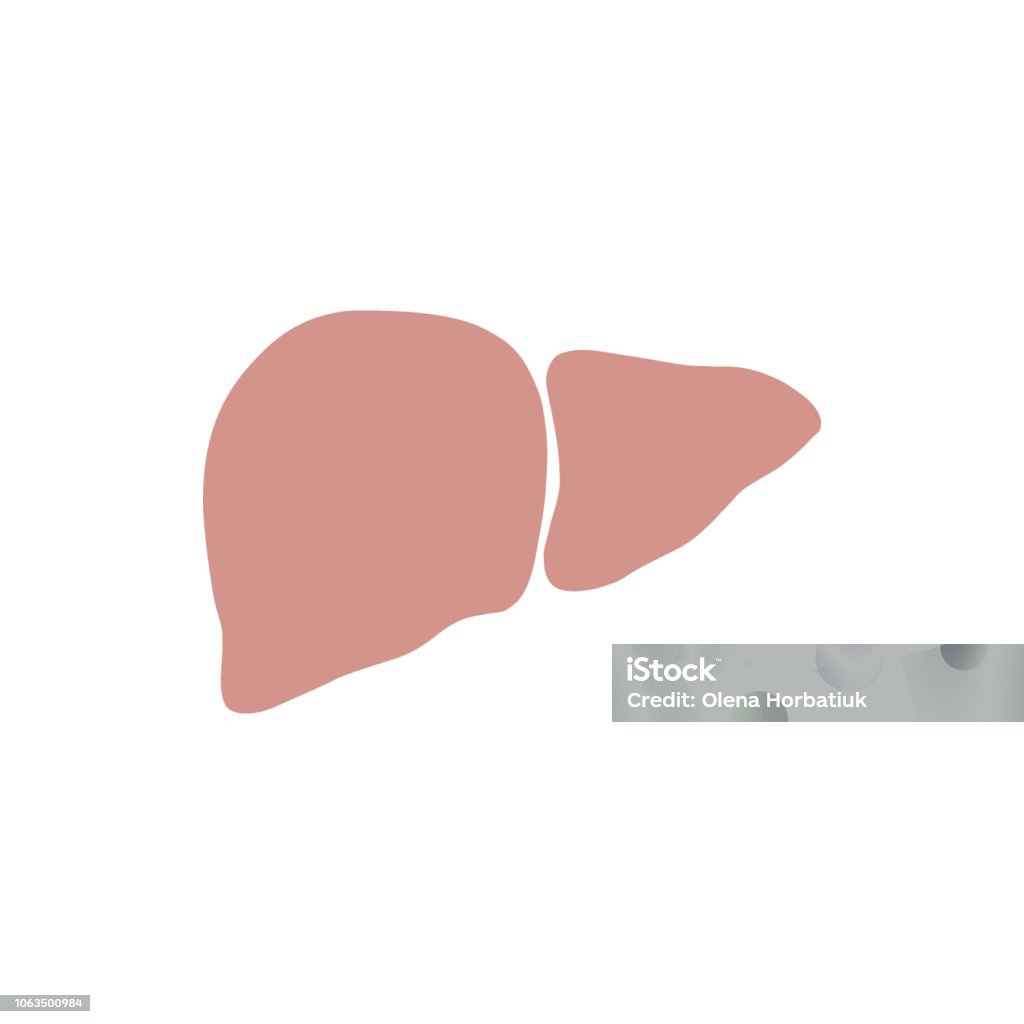 Empty Vector Liver Liver Flat Design Vector Illustration Stock Illustration - Download ...