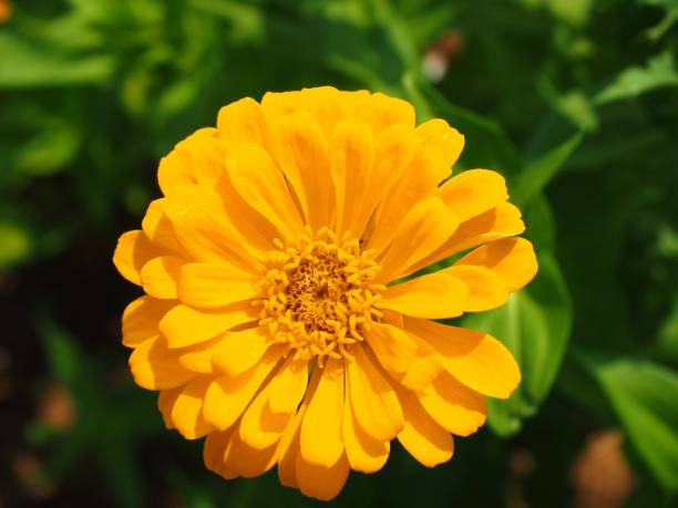 istock yellow zinnia flower close up 1063501032