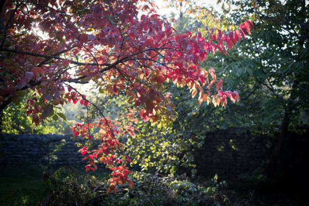 istock Fall scene. Beautiful Autumnal park. Leaves Forest path in autumn. 1063506198