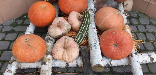 A rustic autumn still life with pumpkins , large different pumpkins, Different varieties of pumpkins, a wooden cart with pumpkins