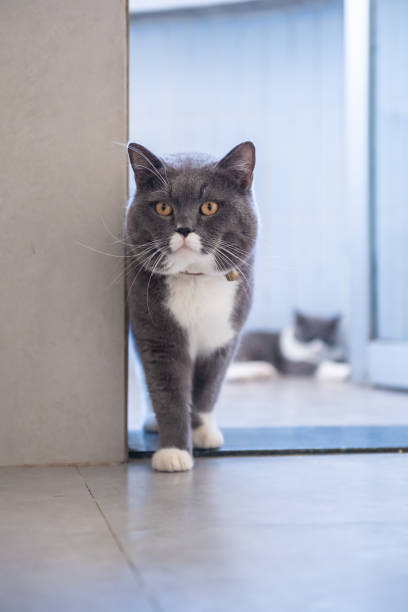istock British short hair cat, indoor shooting 1063517986