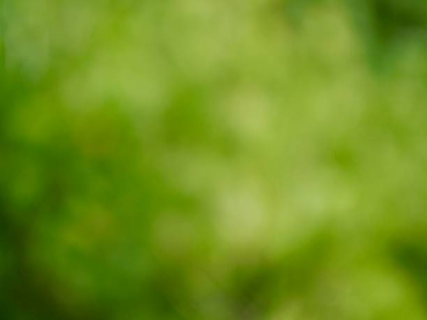 istock Leaf bokeh in the forest, missed focus 1063518440