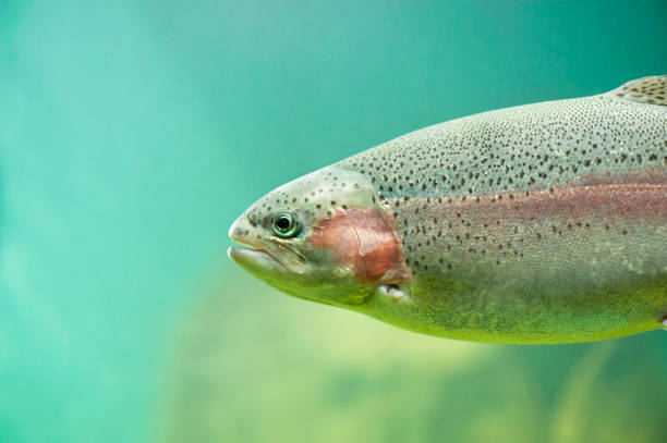 Rainbow trout  (Oncorhynchus mykiss) or Steelhead trout close-up floating under aquamarine water background