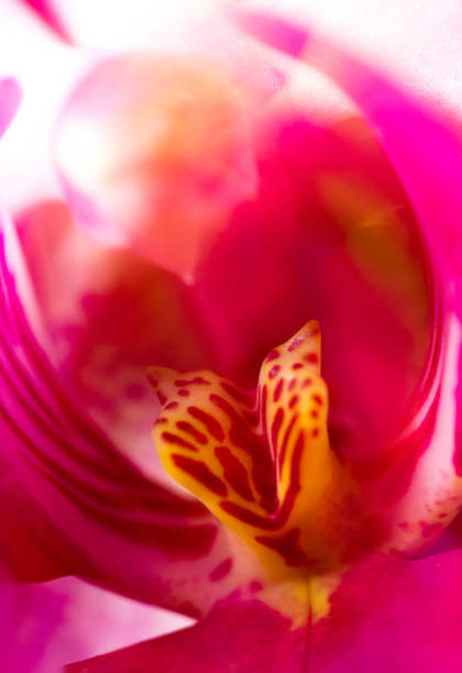 Red orchid in an orchid garden.
