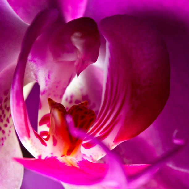 istock Super close-up orchid flower in blur. macrophotography 1063523260
