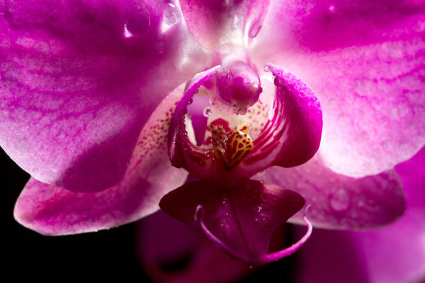 istock Orchid flower closeup stretching into blur. macrophotography 1063523442