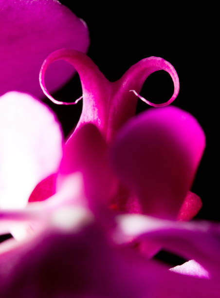 istock Orchid flower closeup stretching into blur. macrophotography 1063523896
