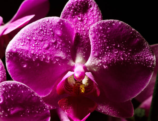 istock Orchid flower closeup stretching into blur. macrophotography 1063523934