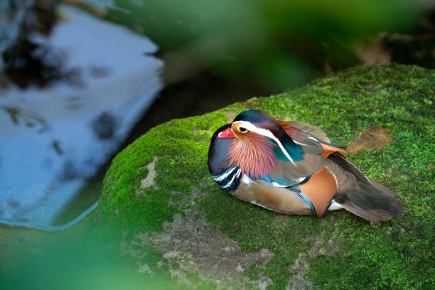コケに覆われた岩の上に休んでいるオシドリ - duck pond mandarin red ストックフォトと画像