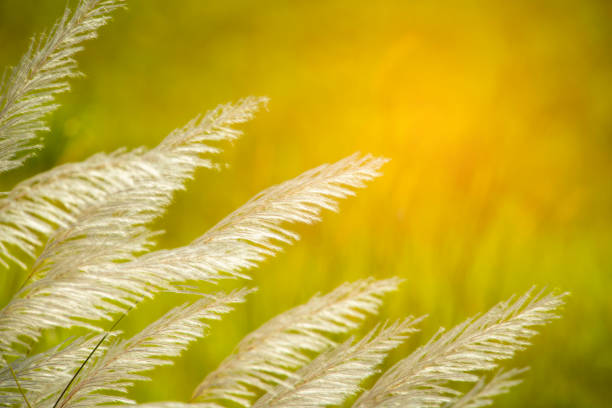 Wild grass flowers with beautiful morning light.