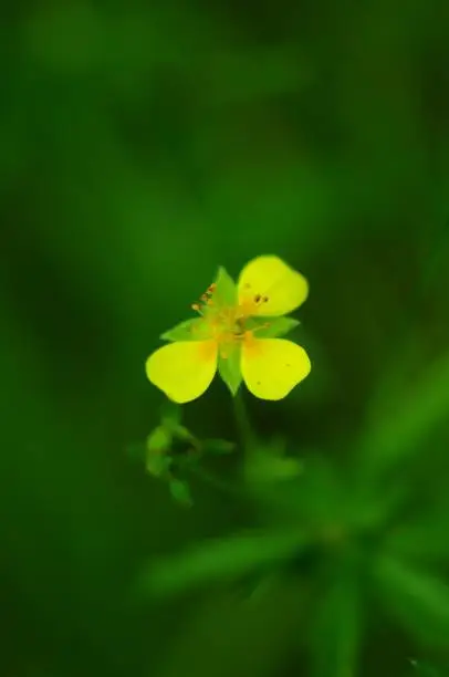 Yellow forest flower, macro, blurred effect