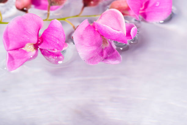 istock Pink flowers float on the water. 1063531962