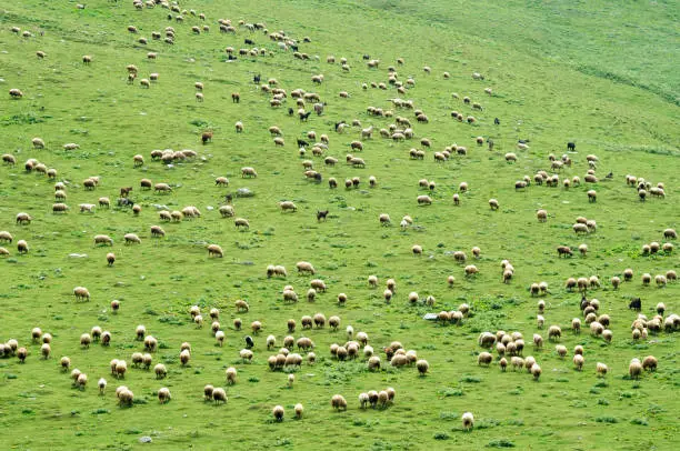 A large herd of sheep on a hillside Georgia