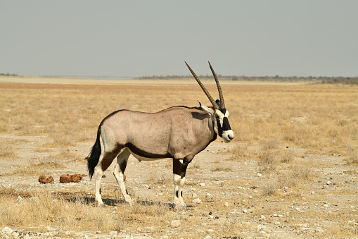 Oryx Gemsbok Stock Photo - Download Image Now - Africa, Animal, Animal  Family - iStock