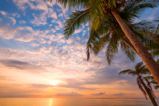 istock tropical beach in sunrise 1063547210