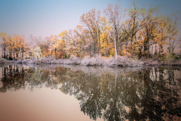 秋の自然の美しさ - november tranquil scene autumn leaf ストックフォトと画像