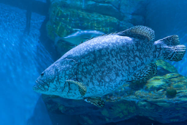 istock The giant grouper in aquarium. 1063553238