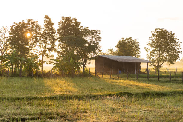 Rural scene with sunlight in the morning, Nakhon ratchasima, Thailand