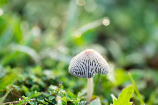 Mushroom and green grass in the morning