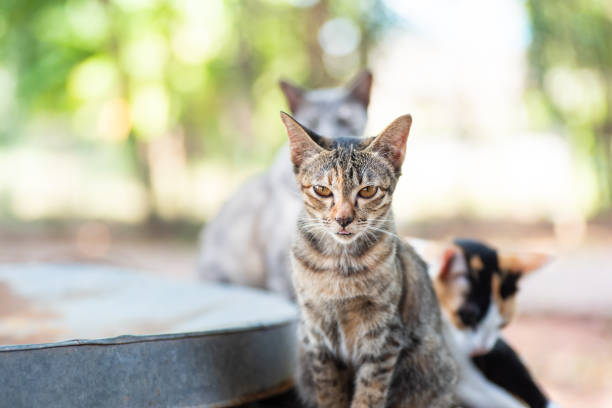 istock Cat stick tongue out 1063553820