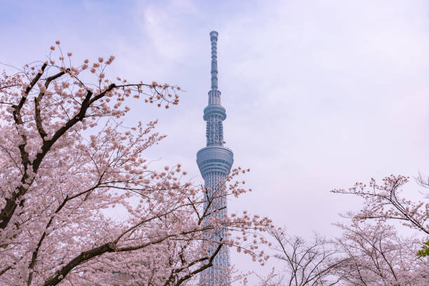 istock View of Tokyo Skytree Tower at Sumida Park. 1063555274