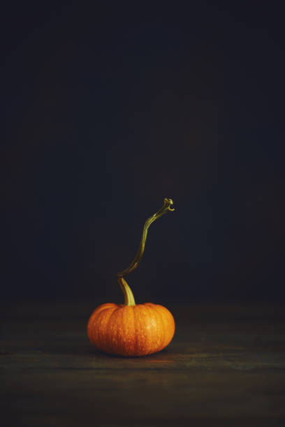 istock Pumpkin still life for Thanksgiving 1063555434