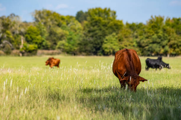 Commercial beef cows in pasture Red commercial beef cow in the foreground to the right with other cows grazing out of focus in the background and area for copy to the left. grazing stock pictures, royalty-free photos & images