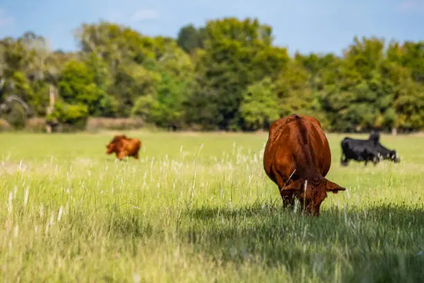 Photo of Commercial beef cows in pasture