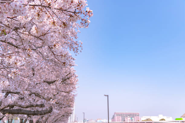 istock Cherry blossoms in full bloom at Sumida Park. 1063557286