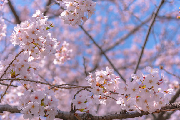 istock Cherry blossom in spring season at Tokyo, Japan. 1063557586