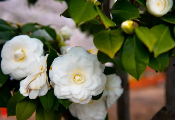 Photo of Closeup of Camellia Japonica flower (tea flower, tsubaki) in white petal with yellow stamens during Springtime.