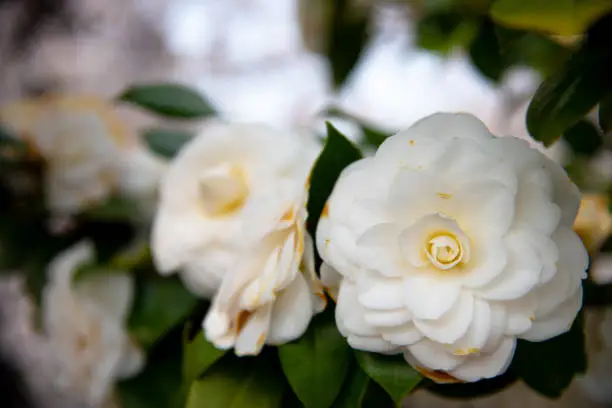 Photo of Closeup of Camellia Japonica flower (tea flower, tsubaki) in white petal with yellow stamens during Springtime.