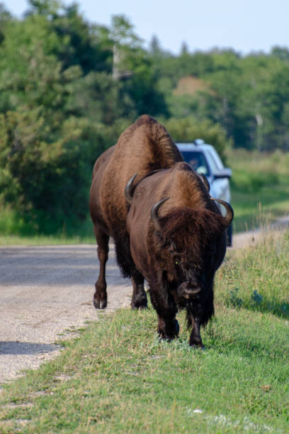 istock Bison at Riding Mountain National Park 1063558026