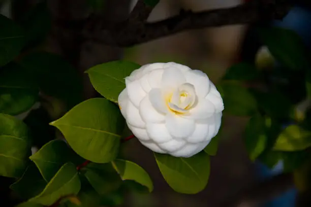 Photo of Closeup of Camellia Japonica flower (tea flower, tsubaki) in white petal with yellow stamens during Springtime.