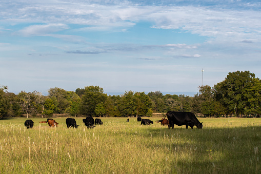 Herd of commercial beef cows and calves in a late summer pasture on a sunny day