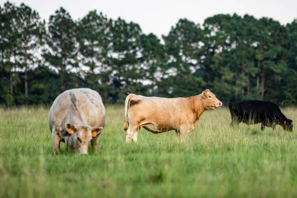 istock Simmental heifer with other crossbred cows 1063559242