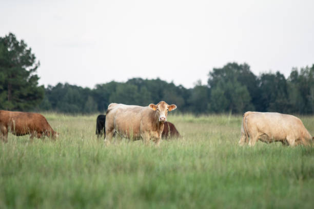 istock Crossbred cows in southern pasture 1063559336
