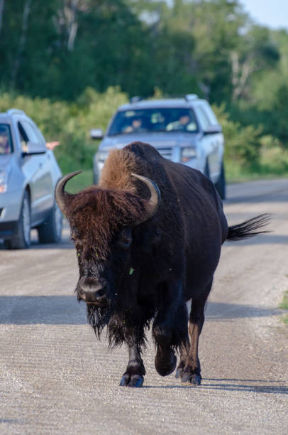 istock Bison at Riding Mountain National Park 1063559376