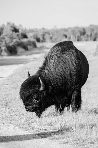 istock Bison at Riding Mountain National Park 1063559472