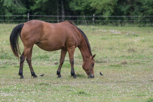istock Bay horse grazing 1063559484