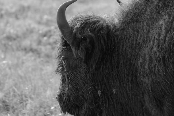 istock Bison at Riding Mountain National Park 1063559636
