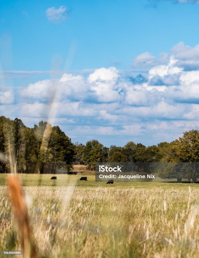 Vertical landscape cow pasture Vertical landscape of an agricultural countryside with cattle grazing in the distance and blue sky with clouds. Ranch Stock Photo