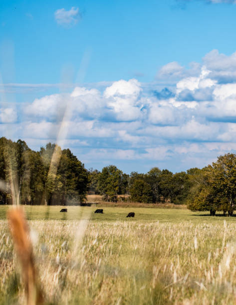 Vertical landscape cow pasture Vertical landscape of an agricultural countryside with cattle grazing in the distance and blue sky with clouds. georgia country photos stock pictures, royalty-free photos & images