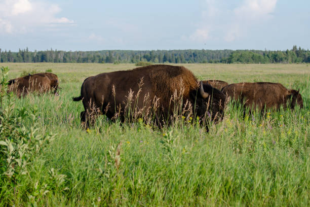 istock Bison at Riding Mountain National Park 1063564996