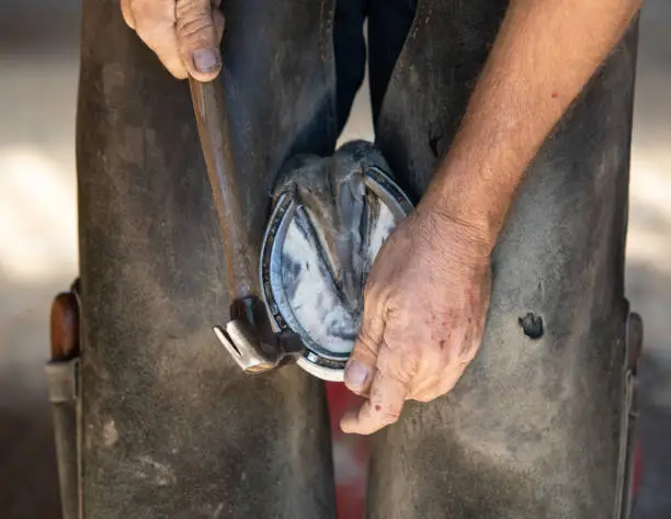 Blacksmith shoeing a horse using the cold shoeing method.