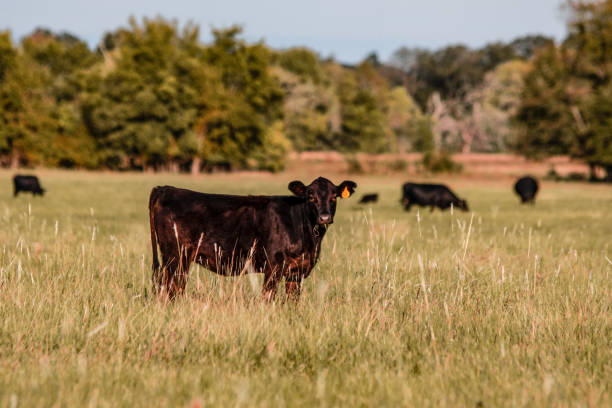 istock Angus calf in early autumn pasture 1063566182