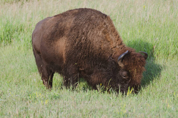 istock Bison at Riding Mountain National Park 1063566220